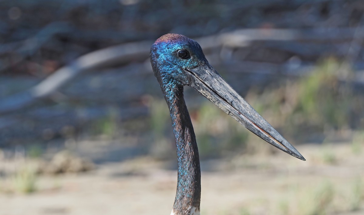 Black-necked Stork - ML509585921