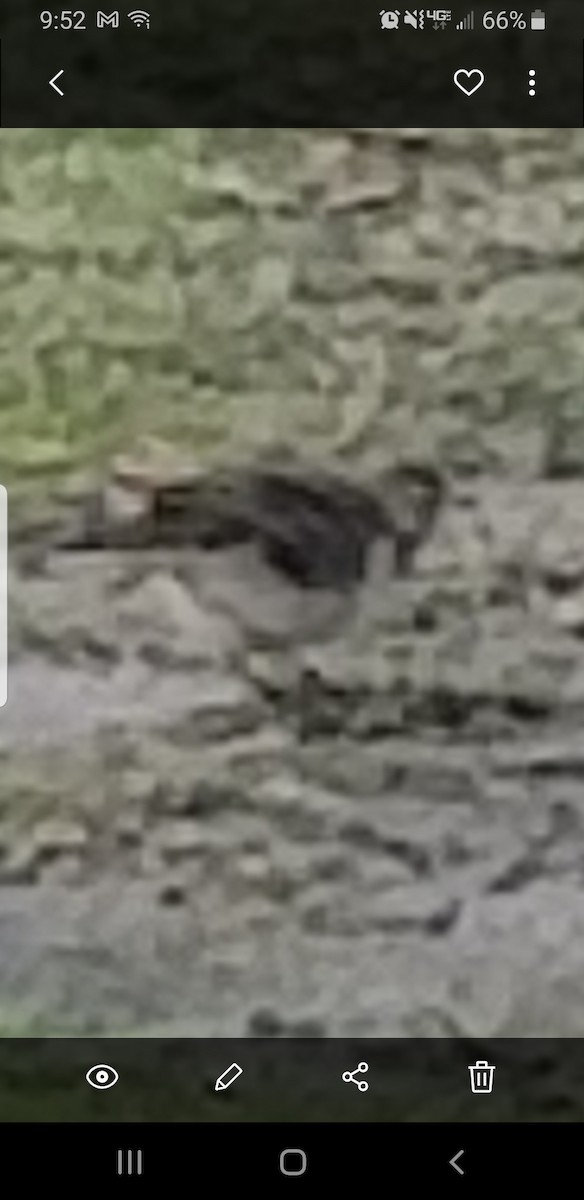 American Pipit - ML509586261