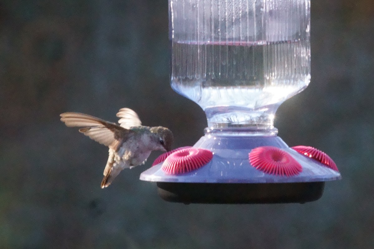 Black-chinned Hummingbird - ML509586541