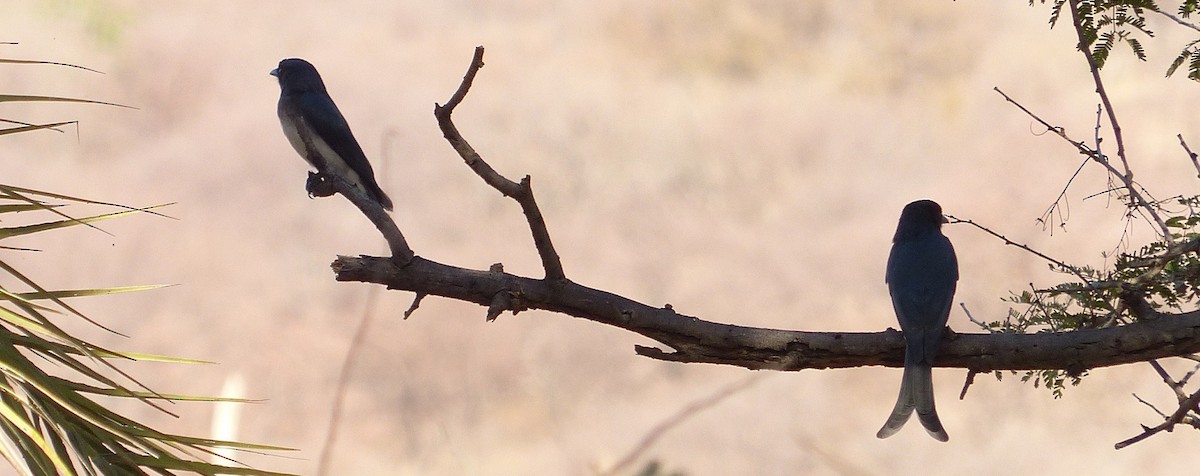 White-bellied Drongo - ML50958671