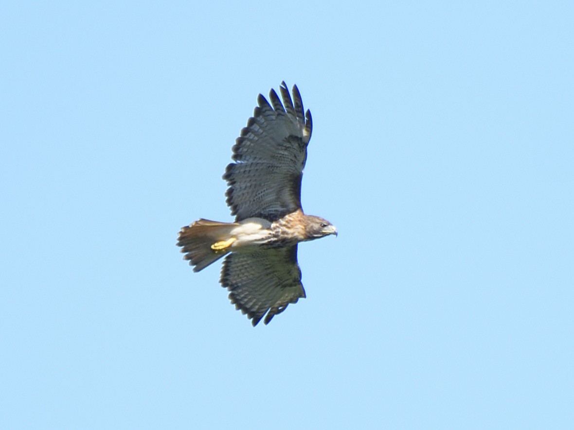 Red-tailed Hawk - John Martin