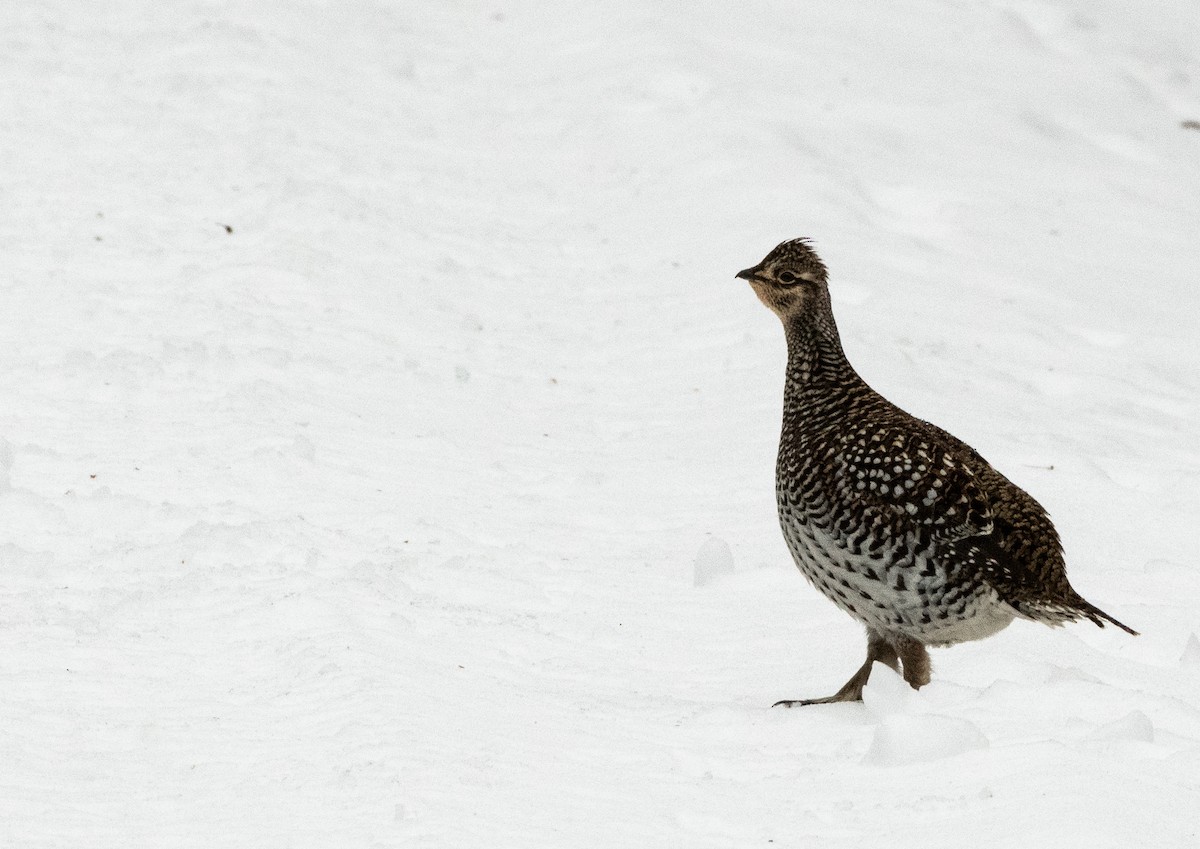 Sharp-tailed Grouse - ML509587851