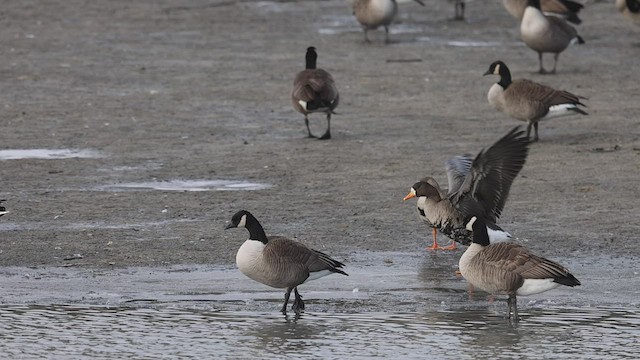 Greater White-fronted Goose - ML509588211