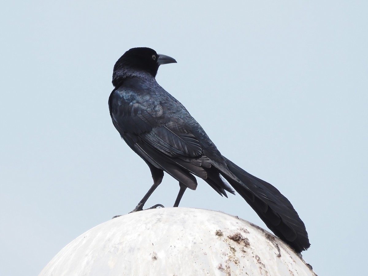 Great-tailed Grackle - ML509590401