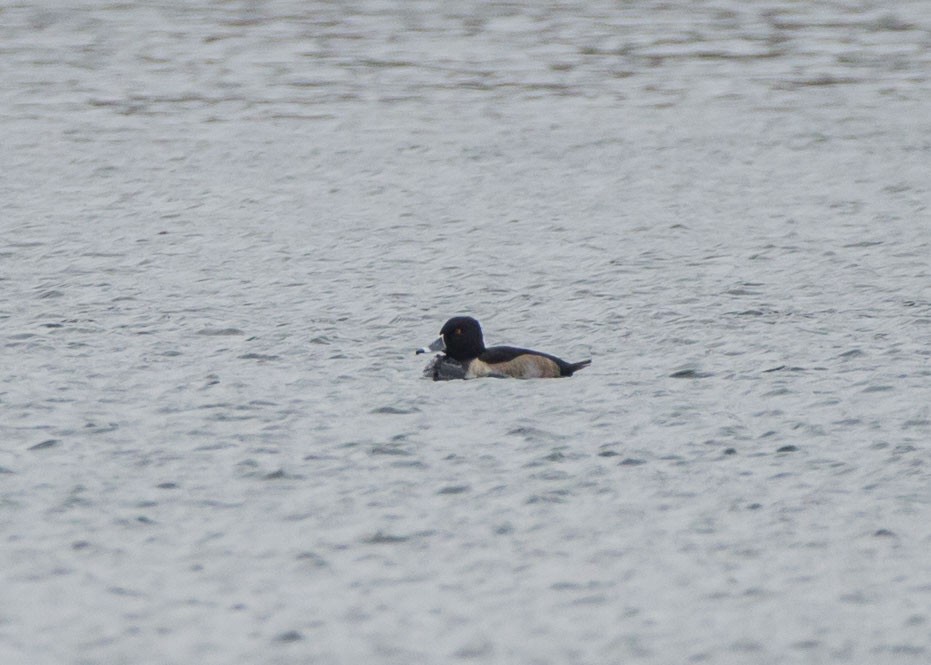 Ring-necked Duck - ML509590791