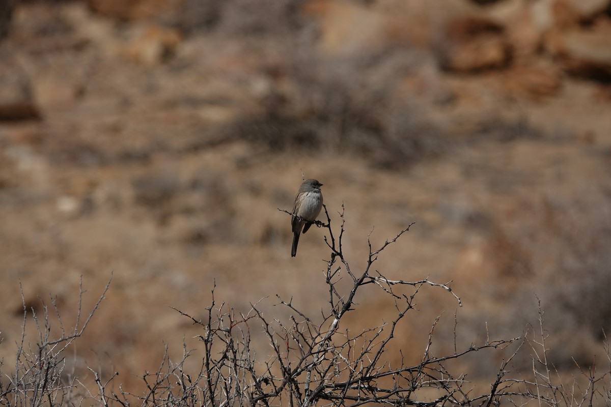 Sagebrush Sparrow - ML509593361