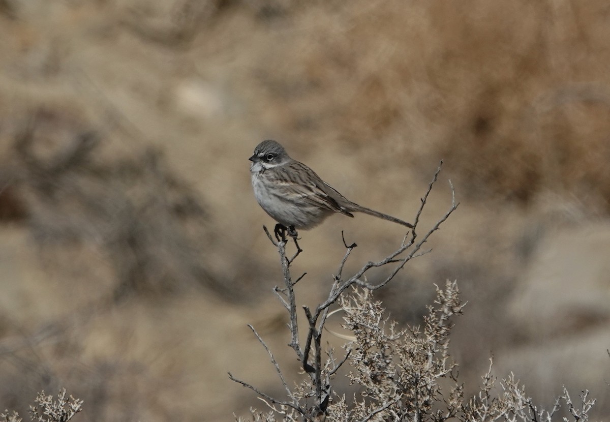 Sagebrush Sparrow - ML509593431