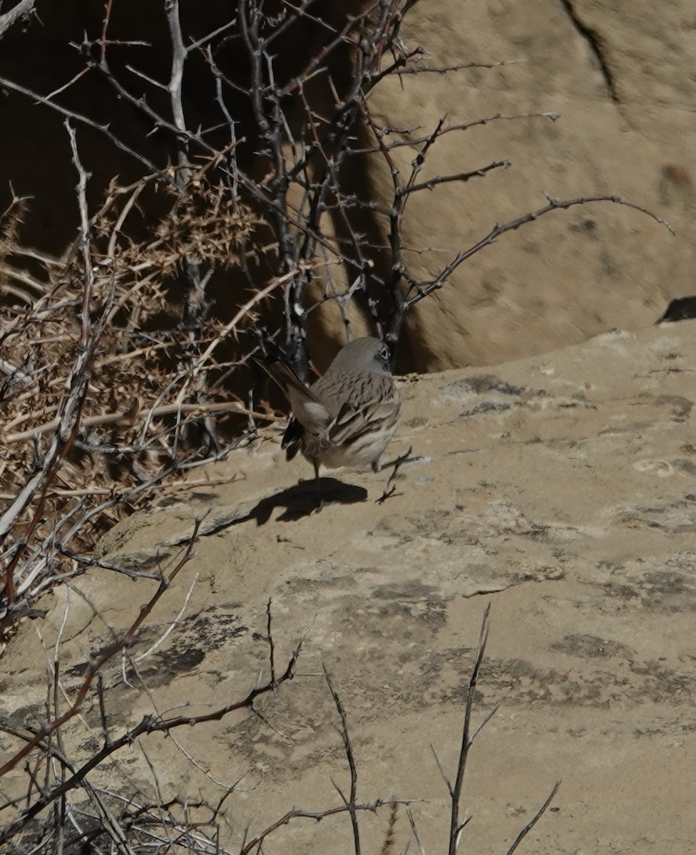 Sagebrush Sparrow - ML509593451