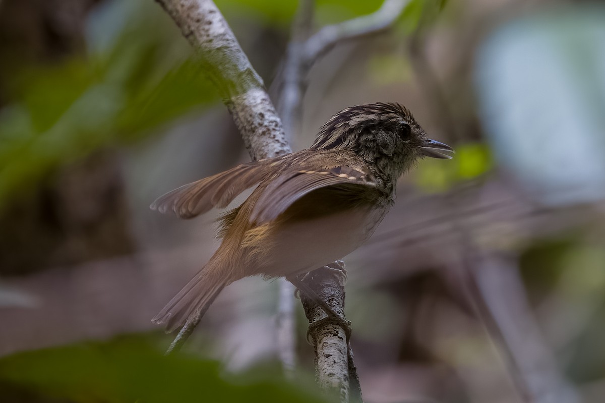 Rondonia Warbling-Antbird - ML509593581