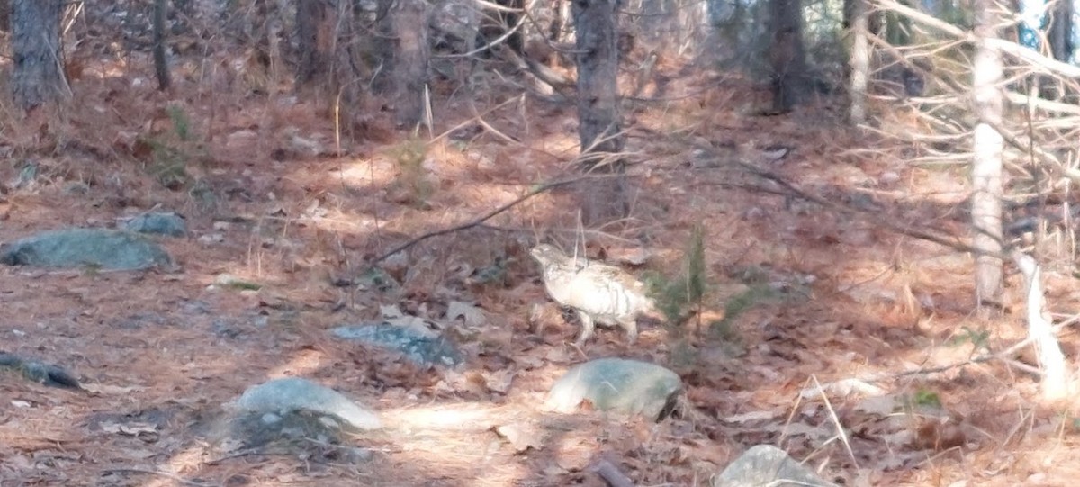 Ruffed Grouse - ML509593811