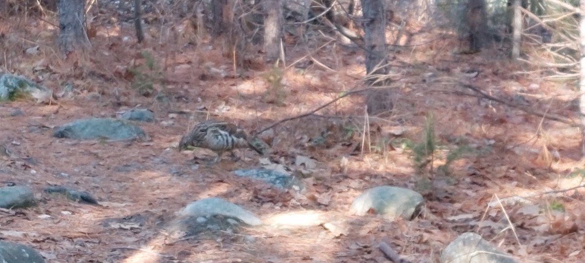 Ruffed Grouse - ML509593891