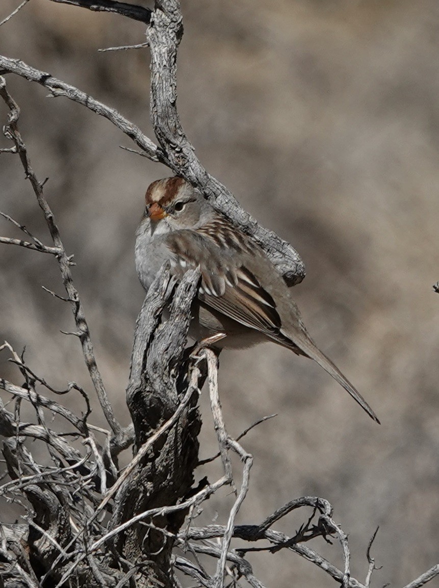 White-crowned Sparrow - ML509593901