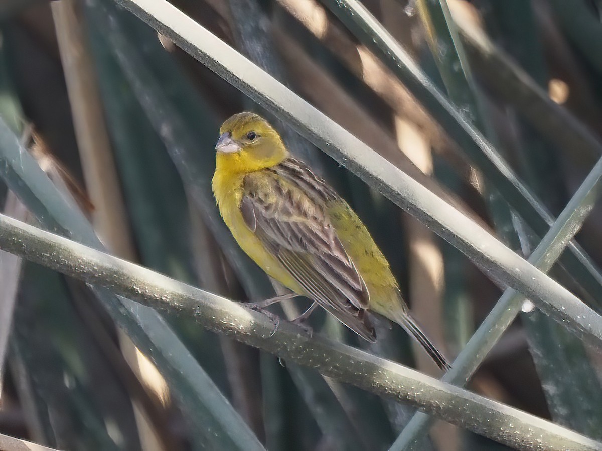 Grassland Yellow-Finch - ML509594621