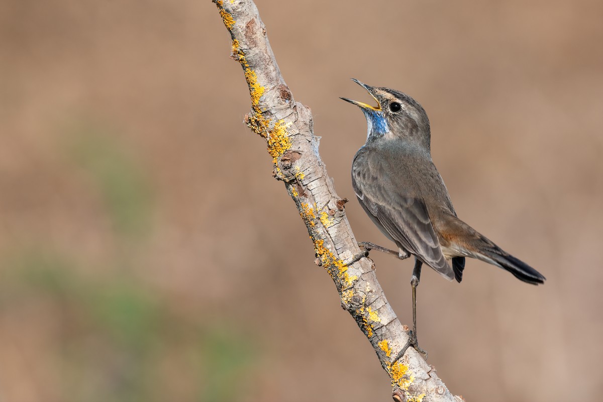 Bluethroat - ML509597091