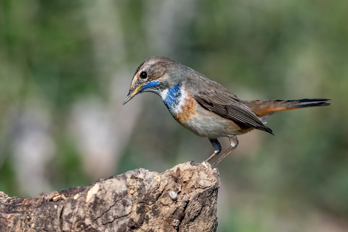 Bluethroat - ML509597181