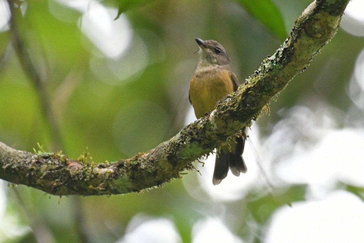 Golden Whistler - Terry Rosenmeier