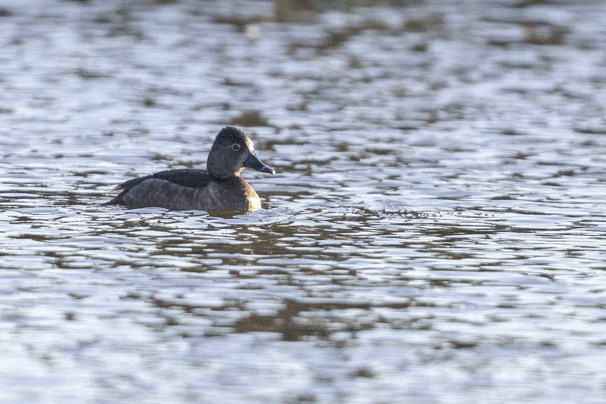 Ring-necked Duck - Michael Stubblefield