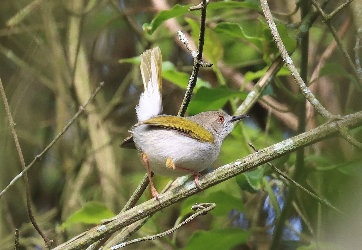 Hartert's Camaroptera - ML509598531