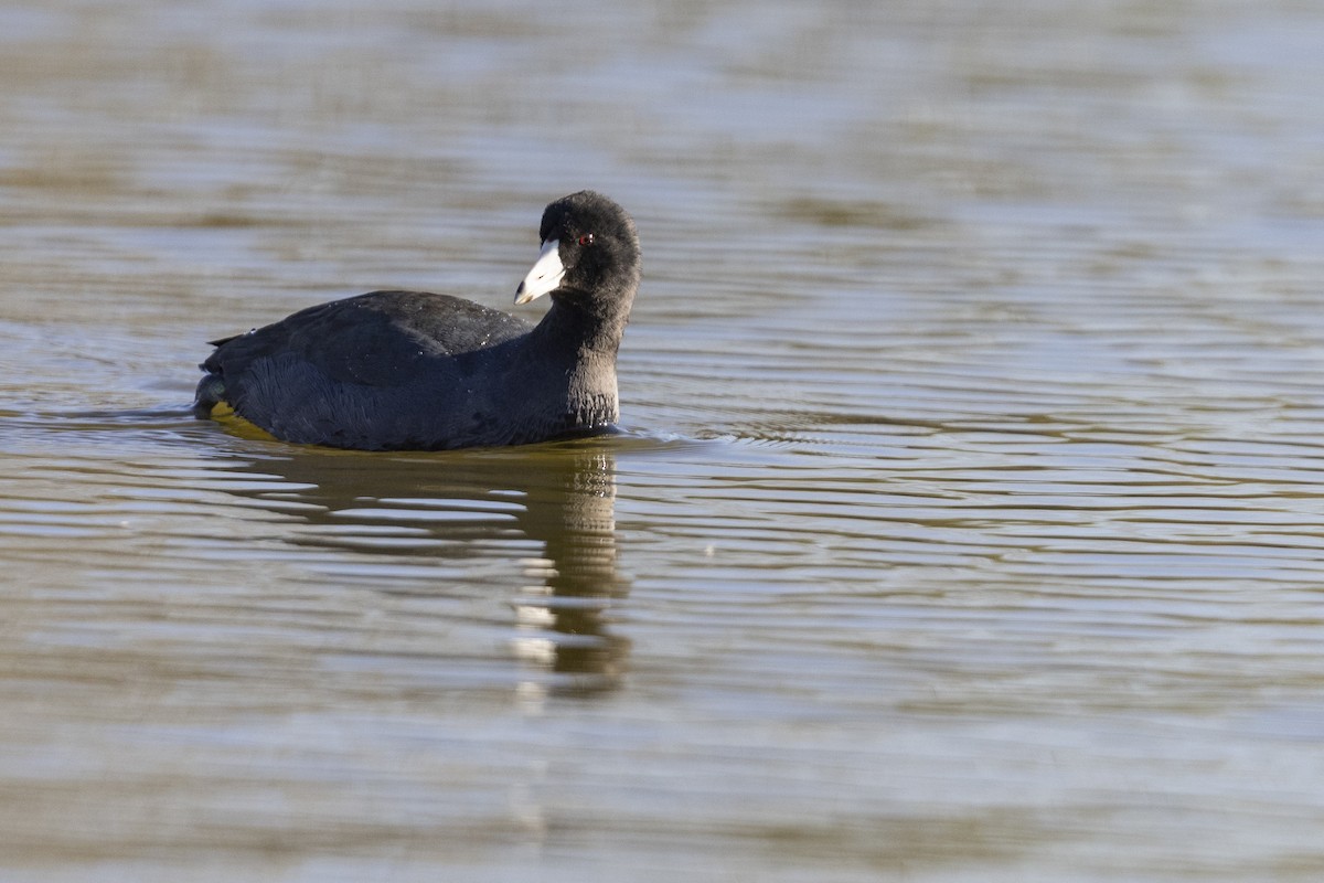 American Coot (Red-shielded) - ML509598691