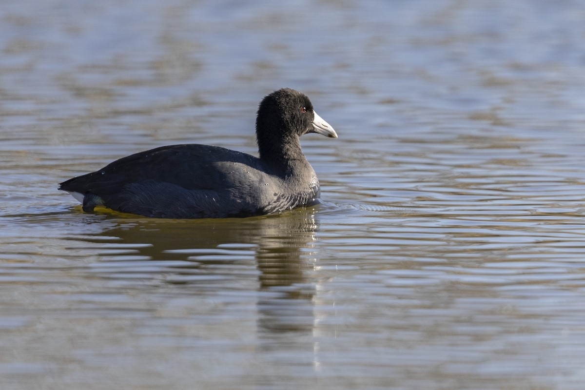 American Coot (Red-shielded) - ML509598701