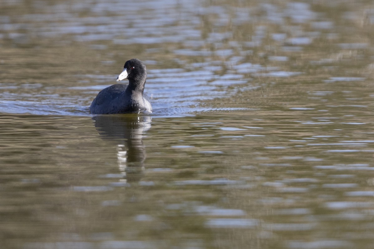American Coot (Red-shielded) - ML509598711