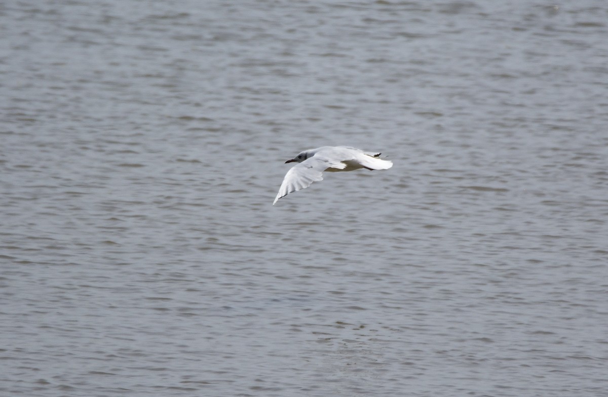 Black-headed Gull - ML509598851