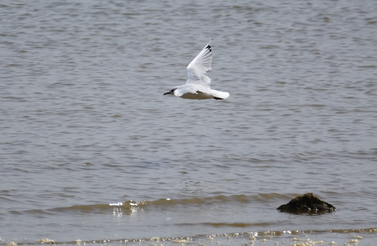 Black-headed Gull - ML509598861