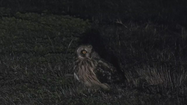 Short-eared Owl - ML509599551