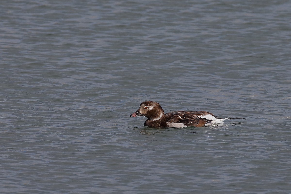 Long-tailed Duck - ML509599591