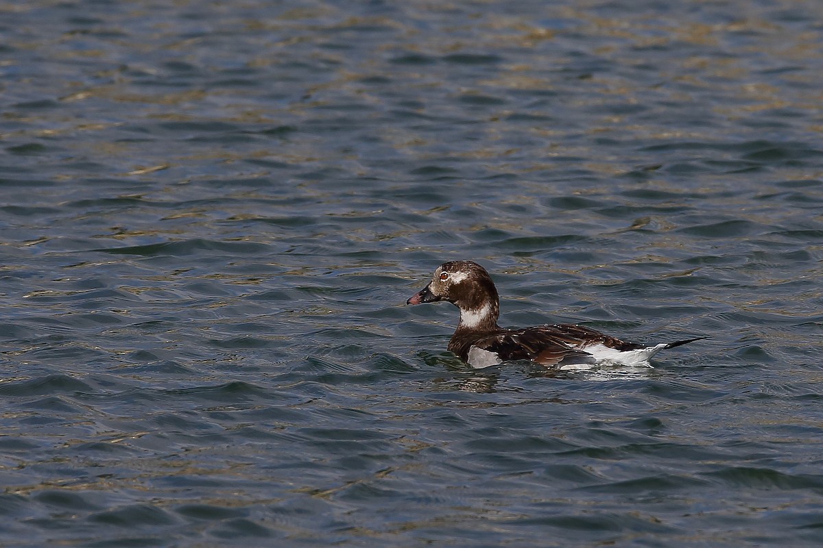 Long-tailed Duck - ML509599601