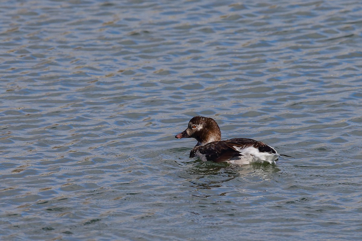 Long-tailed Duck - ML509599611