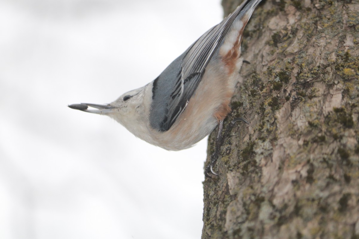 White-breasted Nuthatch - ML509599741