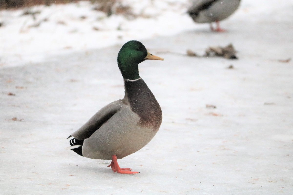 Canard colvert - ML509601051