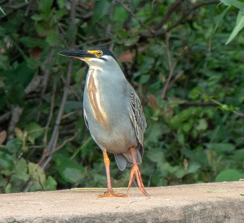 Striated Heron - ML509603481