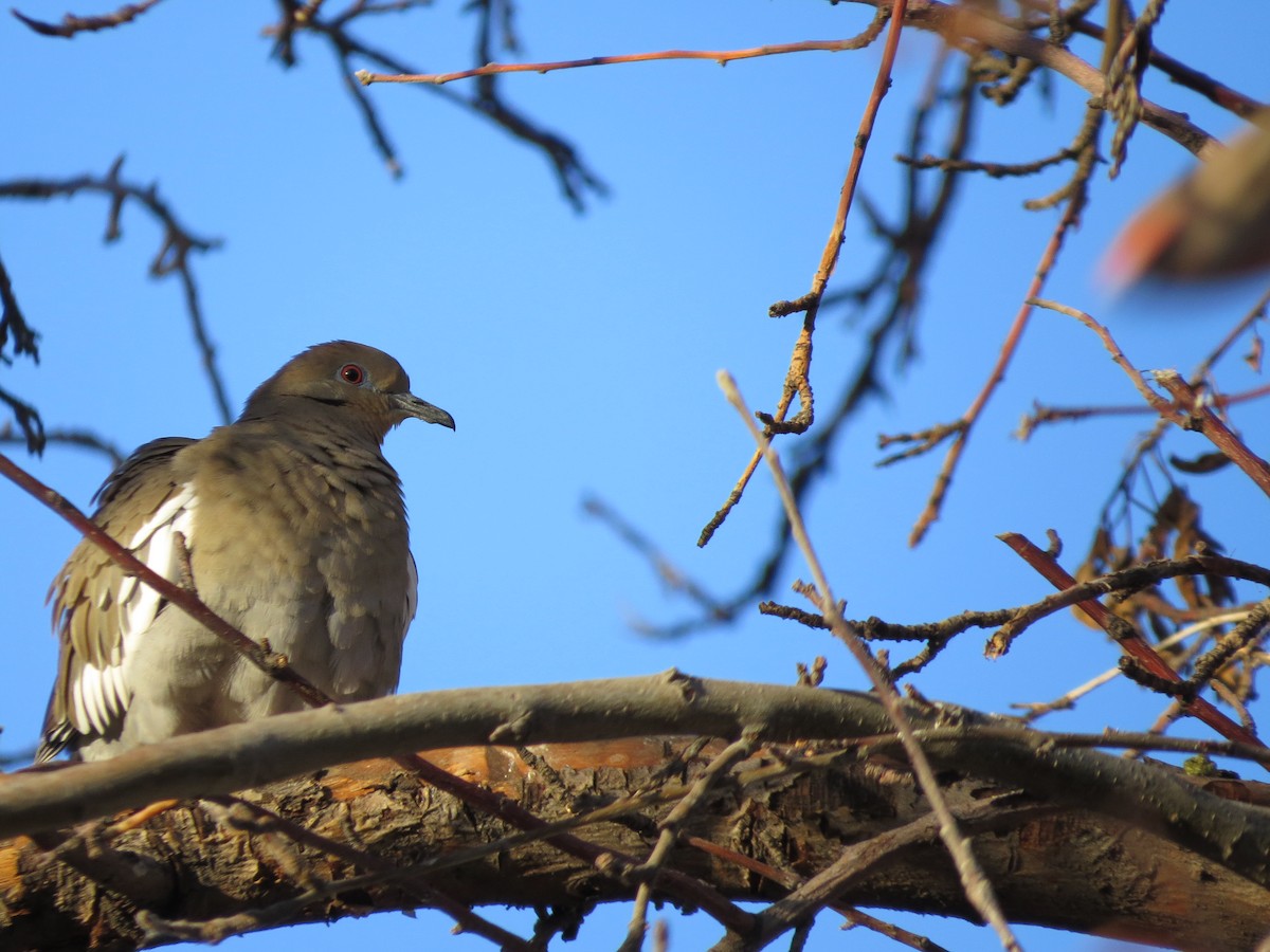 White-winged Dove - Rosanne Juergens