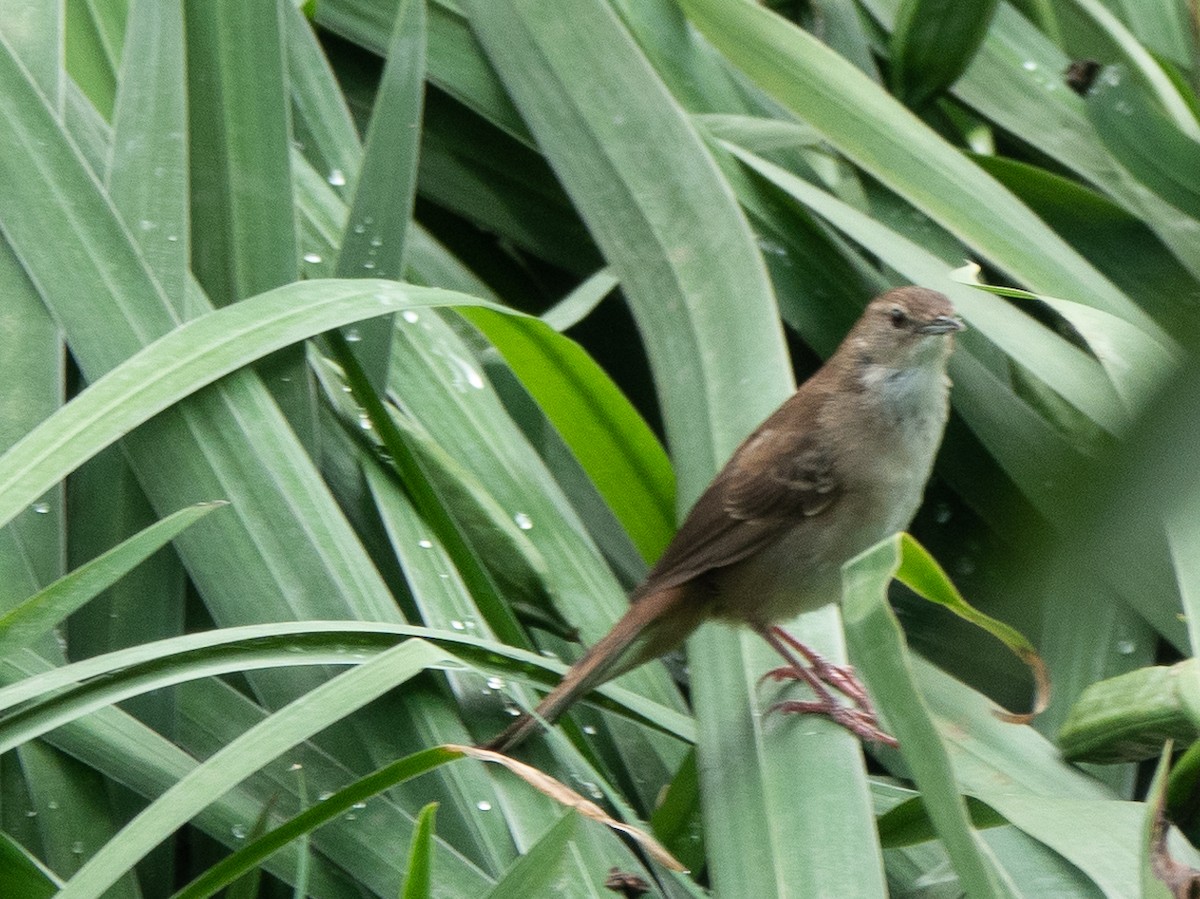 Little Rush Warbler - ML509603651