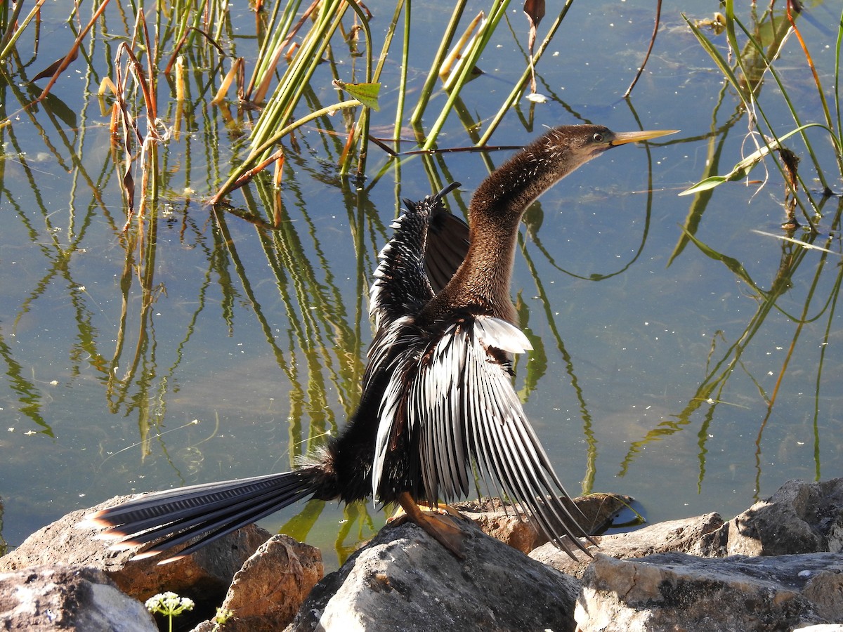 anhinga americká - ML50960541