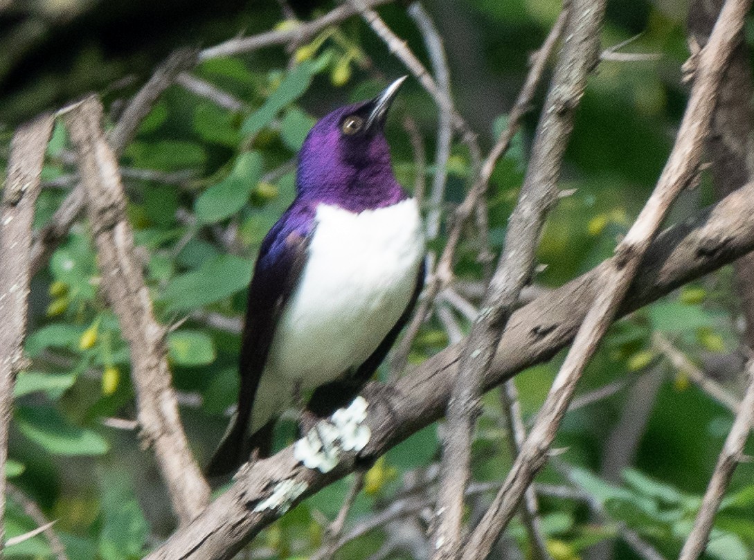 Violet-backed Starling - ML509605701