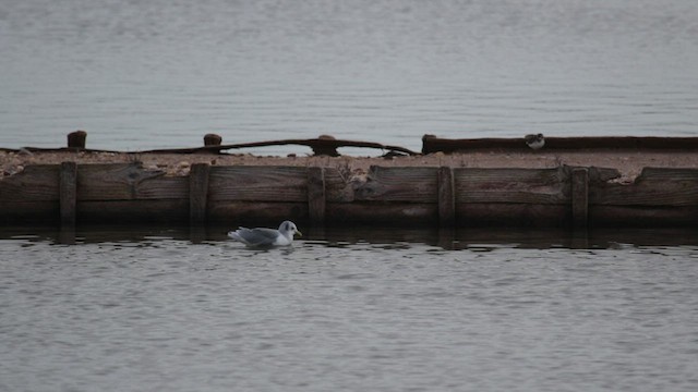 Black-legged Kittiwake - ML509606231