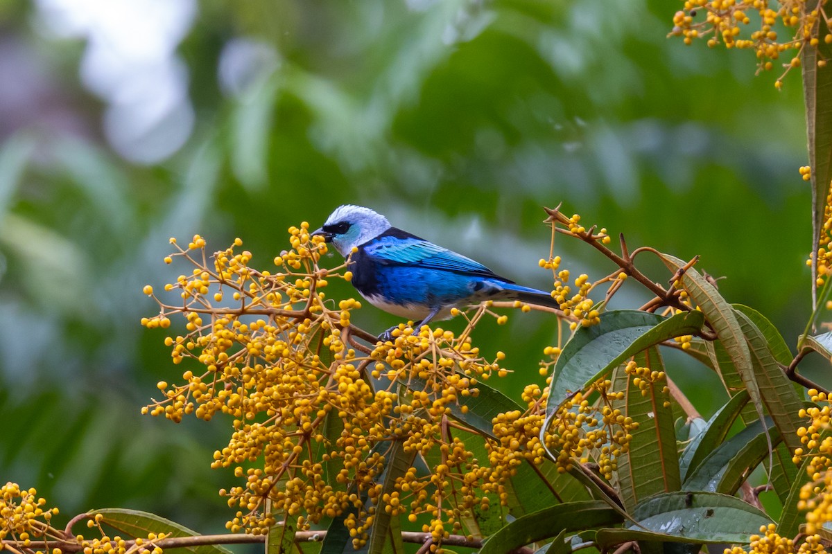 Masked Tanager - ML509606471