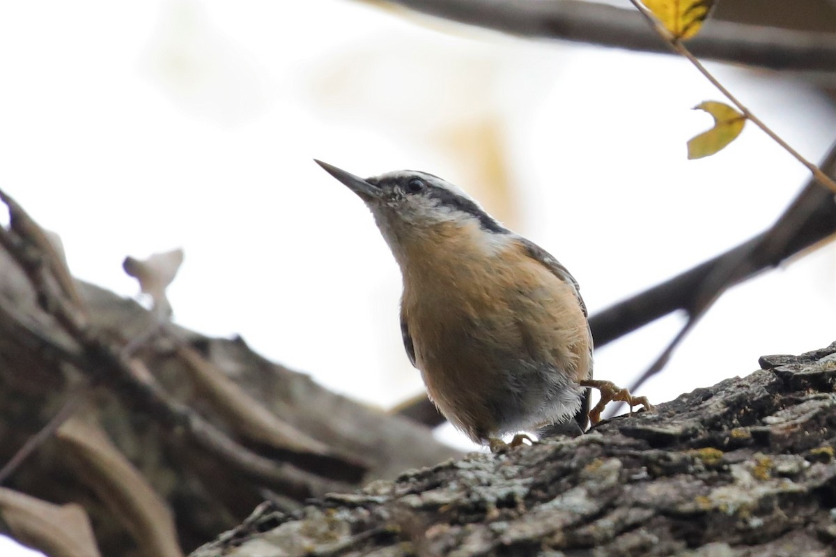 Red-breasted Nuthatch - ML509606981