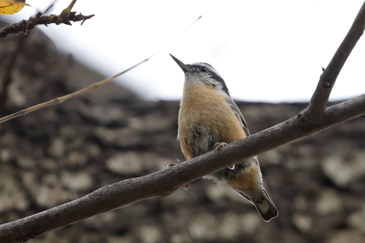 Red-breasted Nuthatch - ML509606991