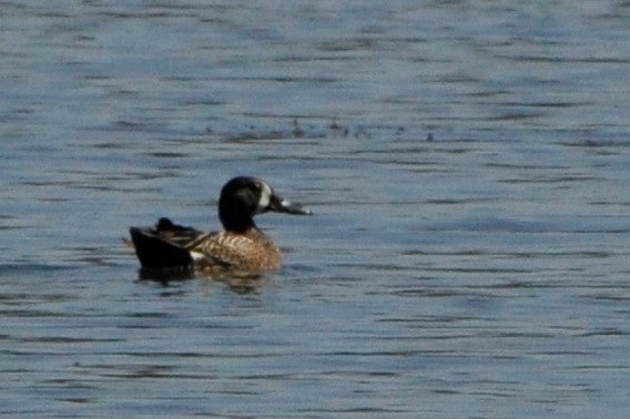 Blue-winged Teal - ML509607171