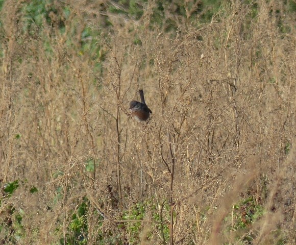 Dartford Warbler - ML509607541