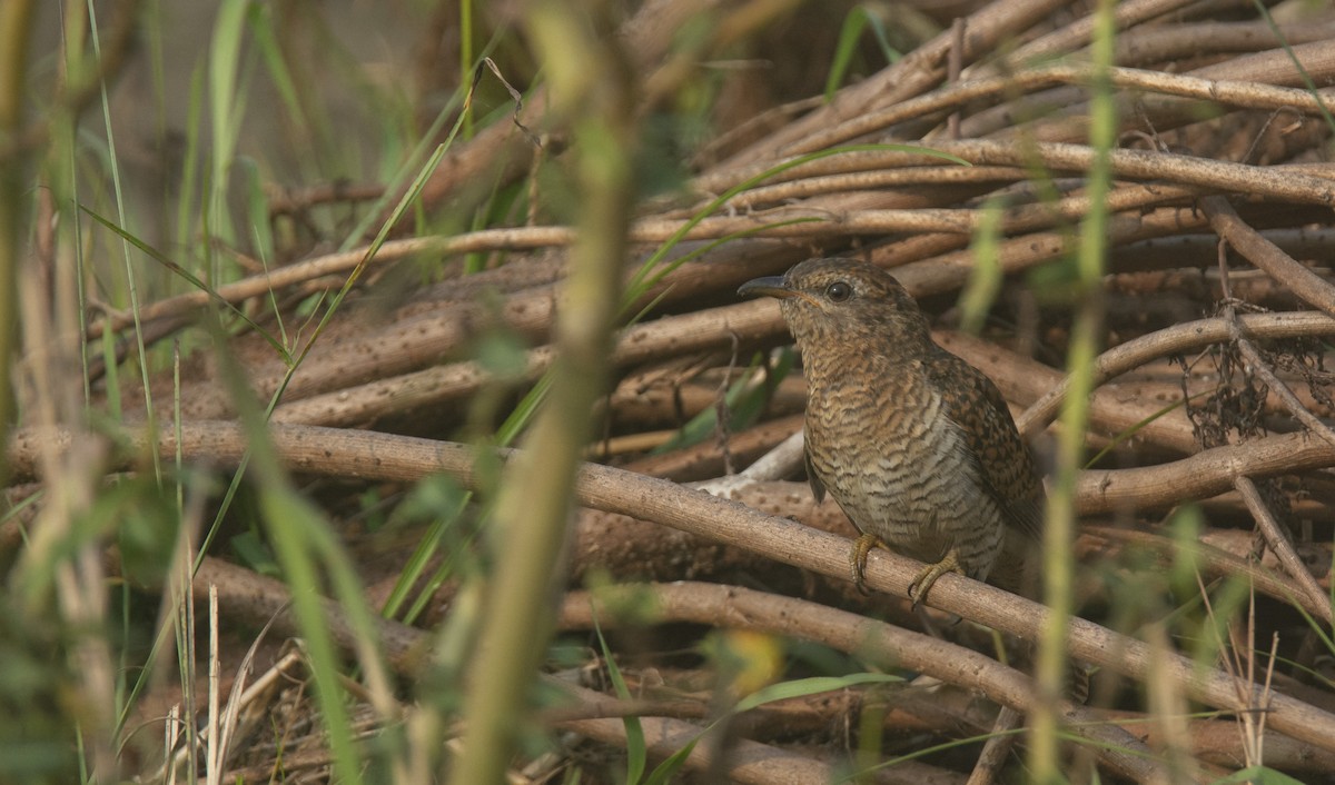 Plaintive Cuckoo - ML509607561