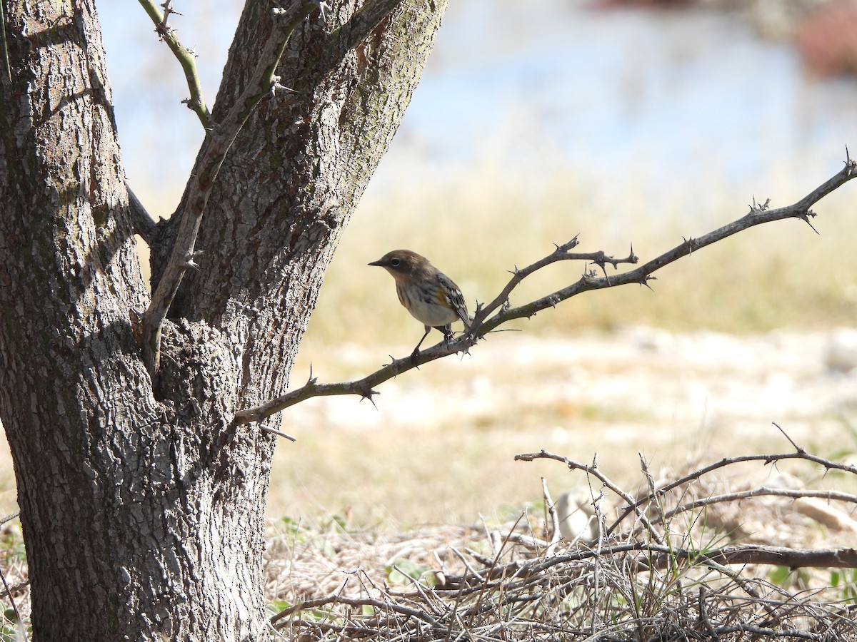 Yellow-rumped Warbler - ML509608101