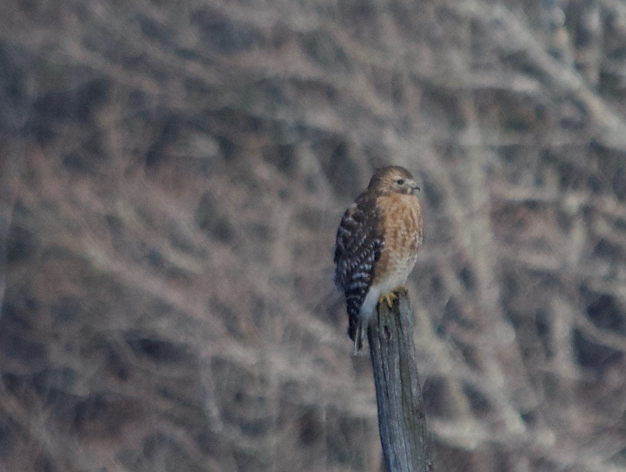 Red-shouldered Hawk - ML50960831