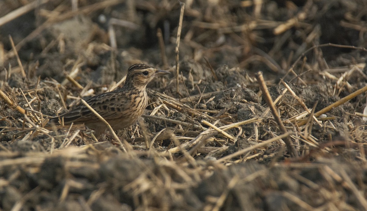 Oriental Skylark - Soumya Aon