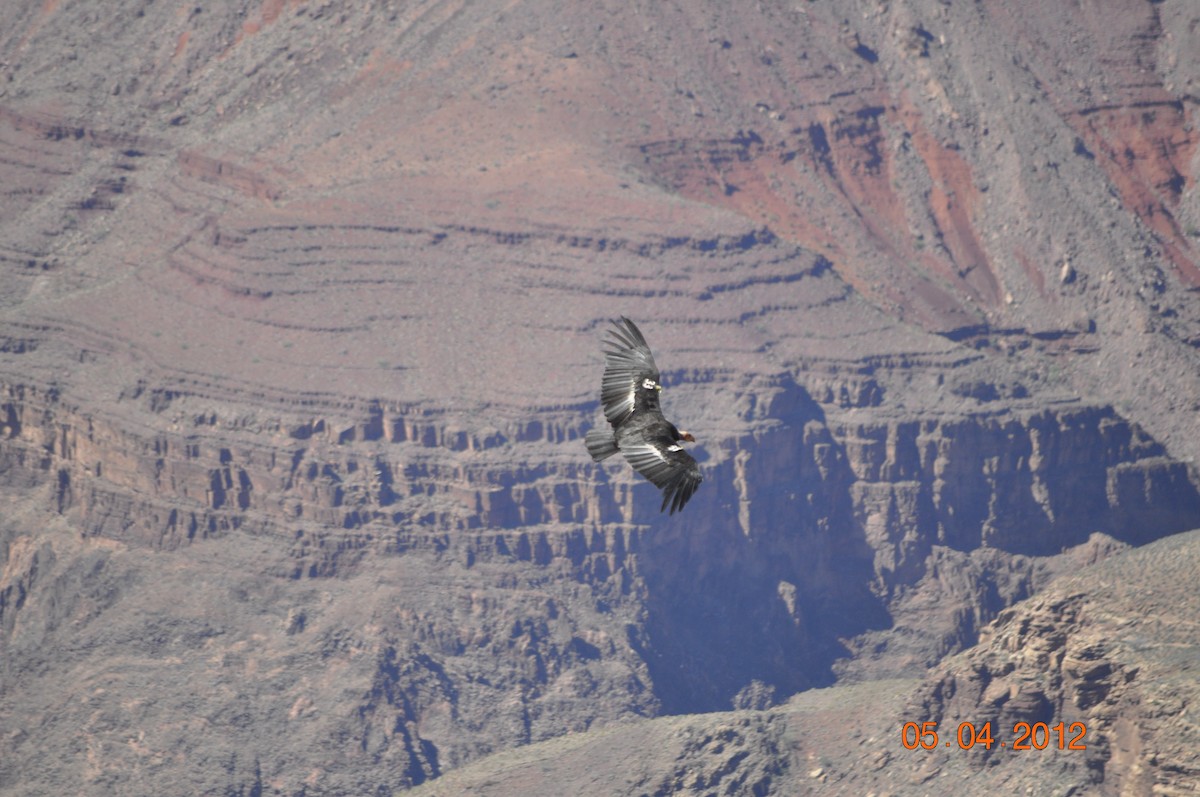 California Condor - Joan Gonser