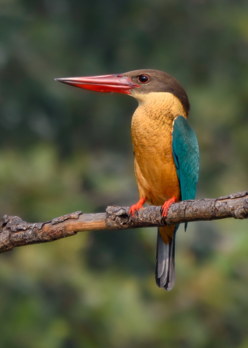 Stork-billed Kingfisher - ML509610371